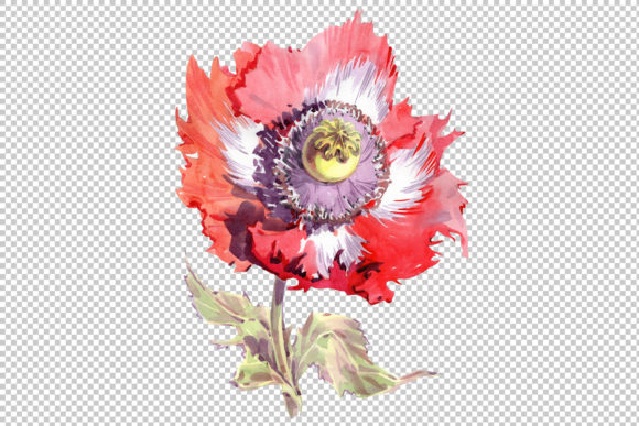 Big Red Poppy Flower PNG Watercolor Set Guide
