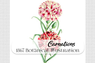 Botanical Candy Striped Carnation: A Vintage 1867 Illustration for Modern Design