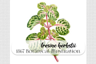 Integrating Botanical Iresine Herbstii into Modern Creative Workflows