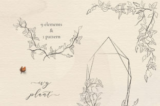 Line Drawing Ivy Plant Illustrations for Elegant Design Projects
