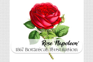 Reviving Victorian Elegance: Using the Botanical Hybrid Rose Napoleon III in Modern Design